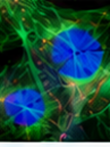 Biophotonics Imaging
